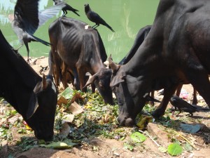 Tragically common sight, Gokarna